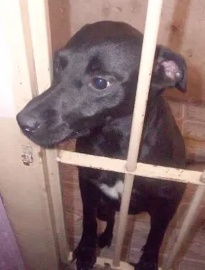 Cachorro raça Labrador idade 1 ano nome BELINHA