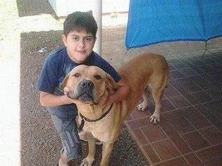 Cachorro ra a SRD idade  nome Brutis