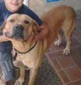 Brutis