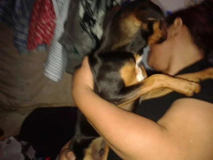 Cachorro ra a SRD idade 2 a 6 meses nome Bob