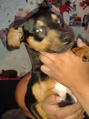 Cachorro raça SRD idade 2 a 6 meses nome Bob