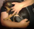 Bob