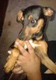 Bob
