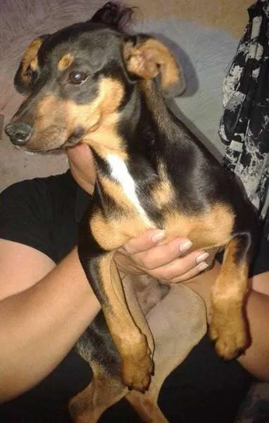 Cachorro ra a SRD idade 2 a 6 meses nome Bob