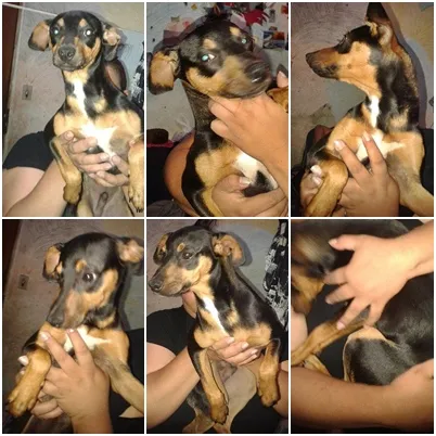 Cachorro ra a SRD idade 2 a 6 meses nome Bob