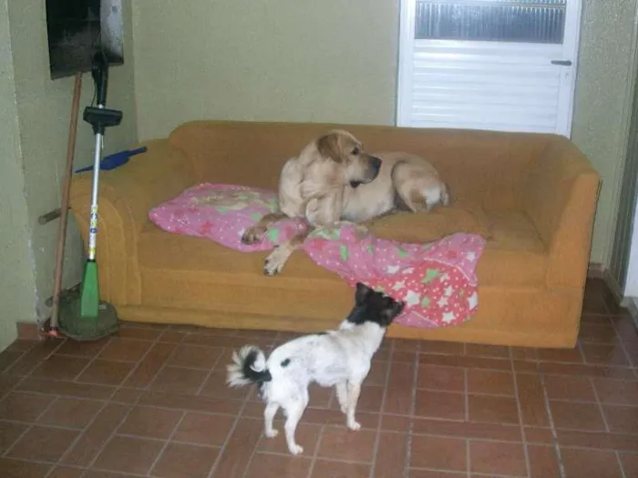 Cachorro ra a SRD idade  nome Brutis
