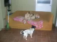 Brutis