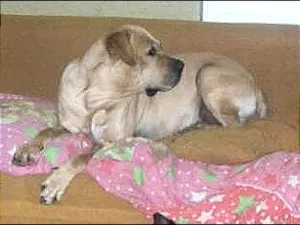 Cachorro raça SRD idade  nome Brutis