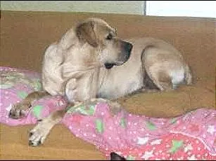 Cachorro ra a SRD idade  nome Brutis