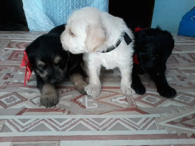 Cachorro ra a  idade Abaixo de 2 meses nome sem nome 