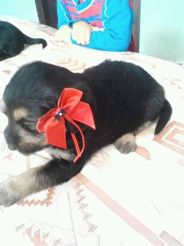 Cachorro ra a  idade Abaixo de 2 meses nome sem nome