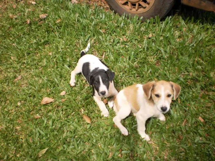 Cachorro raça SRD idade 2 a 6 meses nome Sem nome