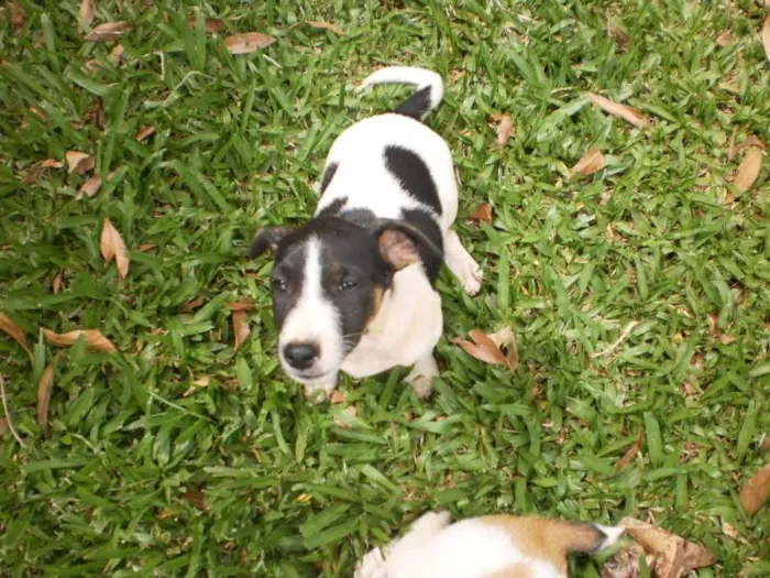 Cachorro raça SRD idade 2 a 6 meses nome Sem nome