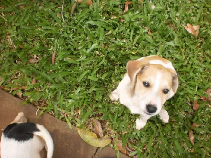 Cachorro raça SRD idade 2 a 6 meses nome Sem nome
