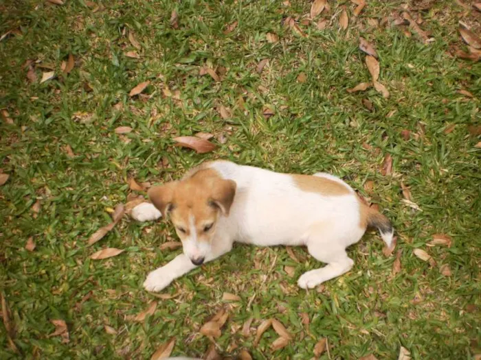 Cachorro raça SRD idade 2 a 6 meses nome Sem nome