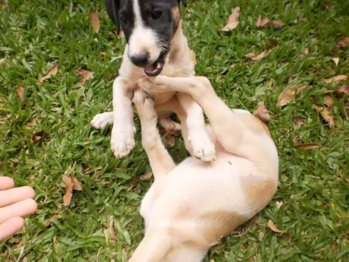 Cachorro raça SRD idade 2 a 6 meses nome Sem nome