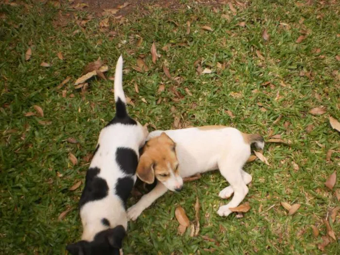 Cachorro raça SRD idade 2 a 6 meses nome Sem nome