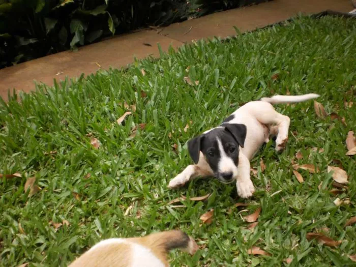 Cachorro raça SRD idade 2 a 6 meses nome Sem nome