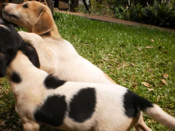 Cachorro raça SRD idade 2 a 6 meses nome Sem nome