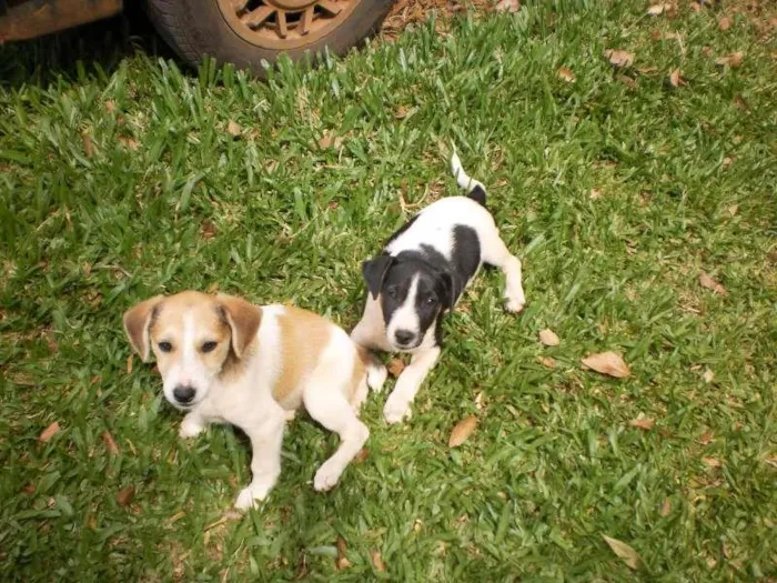 Cachorro raça SRD idade 2 a 6 meses nome Sem nome