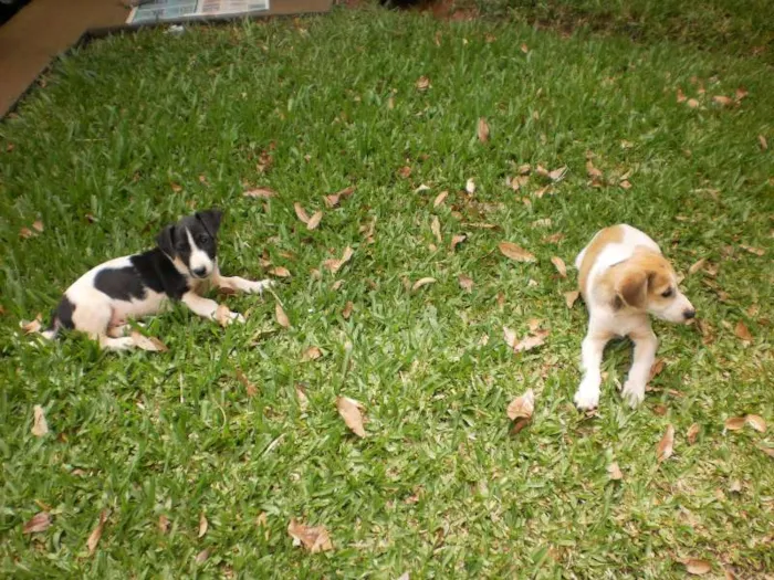 Cachorro raça SRD idade 2 a 6 meses nome Sem nome