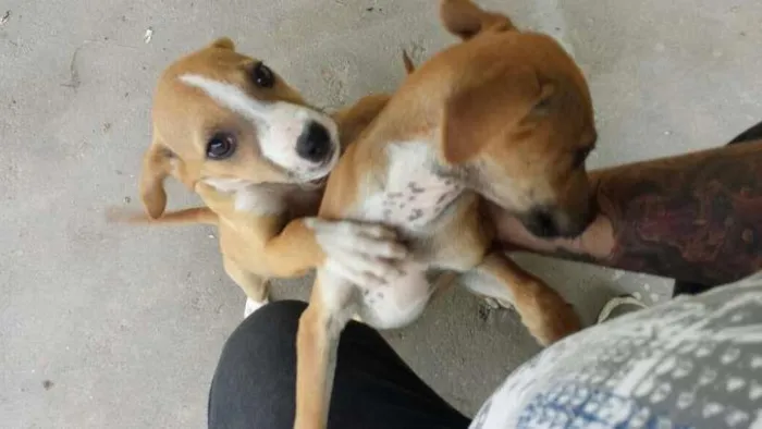 Cachorro ra a  idade  nome Não possui