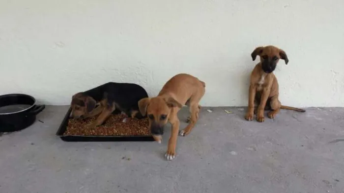 Cachorro ra a  idade  nome Não possui