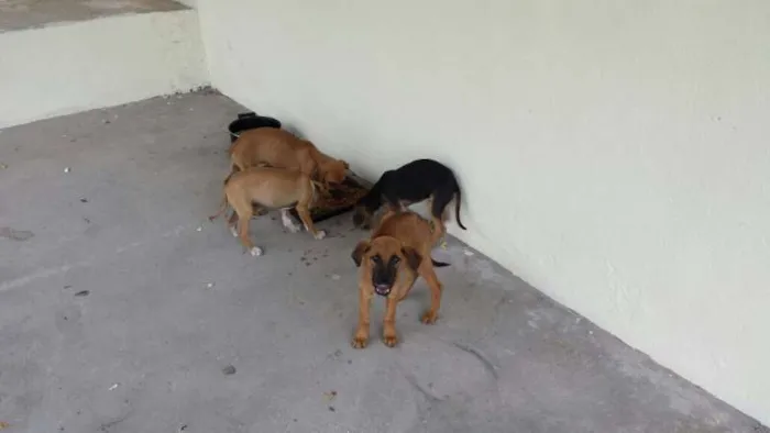 Cachorro ra a  idade  nome Não possui