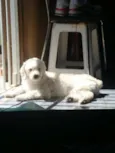 Raj