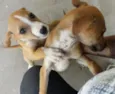 Não possui