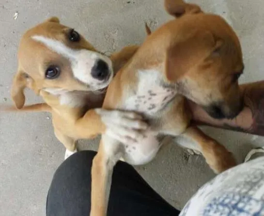 Cachorro ra a  idade  nome Não possui