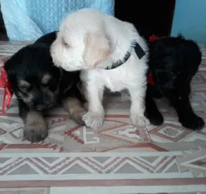 Cachorro raça  idade Abaixo de 2 meses nome sem nome 