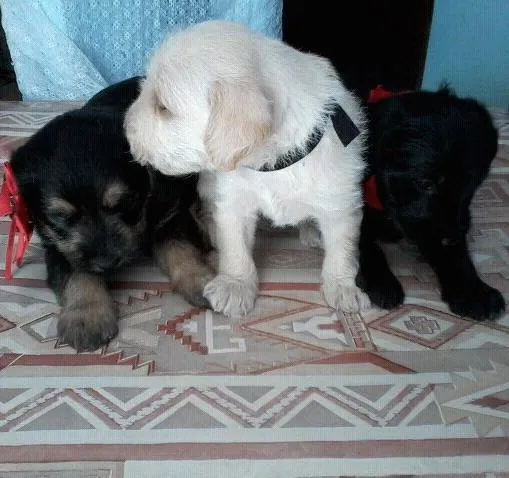 Cachorro ra a  idade Abaixo de 2 meses nome sem nome 
