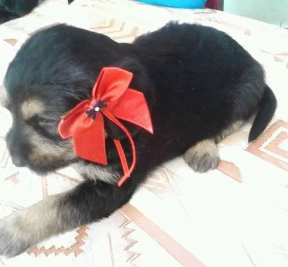 Cachorro ra a  idade Abaixo de 2 meses nome sem nome