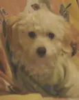 Simon