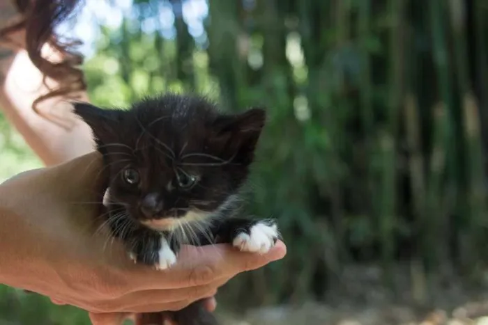 Gato ra a sem raca definida idade Abaixo de 2 meses nome Filhotinhos