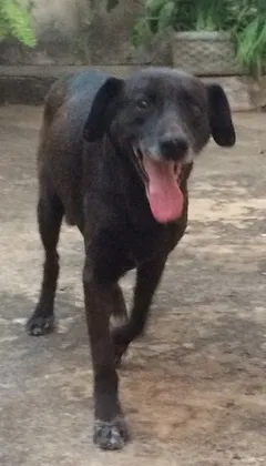 Cachorro ra a Vira Lata idade 5 anos nome Kim
