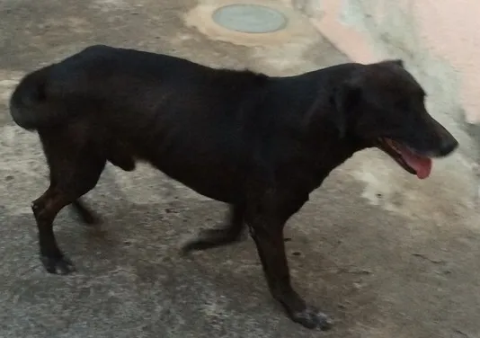 Cachorro ra a Vira Lata idade 5 anos nome Kim
