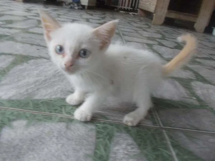 Gato ra a sem raça definida idade 2 a 6 meses nome Gatinho Branco
