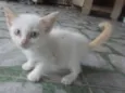 Gatinho Branco