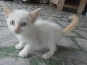 Gato raça sem raça definida idade 2 a 6 meses nome Gatinho Branco