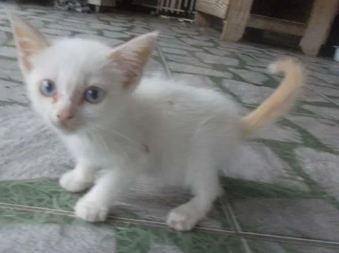 Gato ra a sem raça definida idade 2 a 6 meses nome Gatinho Branco