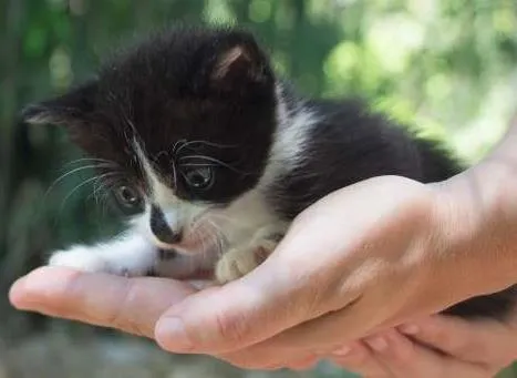 Gato ra a sem raca definida idade Abaixo de 2 meses nome Filhotinhos