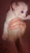 Diversos