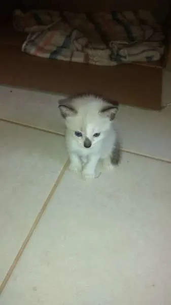 Gato ra a  idade Abaixo de 2 meses nome Diversos 