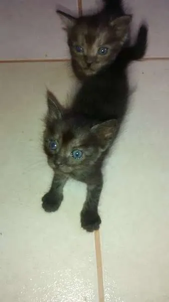 Gato ra a  idade Abaixo de 2 meses nome Diversos 
