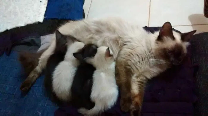 Gato ra a  idade Abaixo de 2 meses nome Diversos 