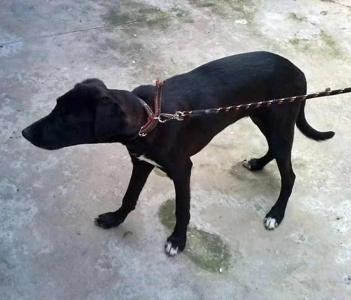 Cachorro ra a Mestiço de Labrador idade 7 a 11 meses nome Thor