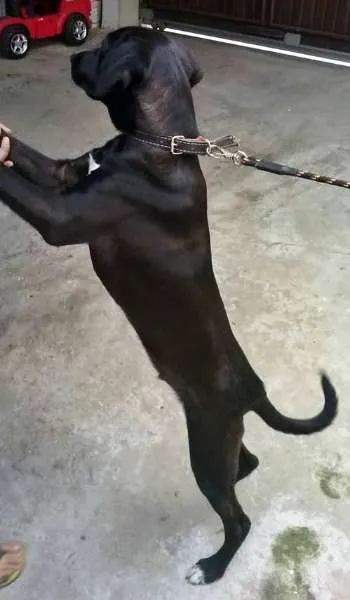 Cachorro ra a Mestiço de Labrador idade 7 a 11 meses nome Thor