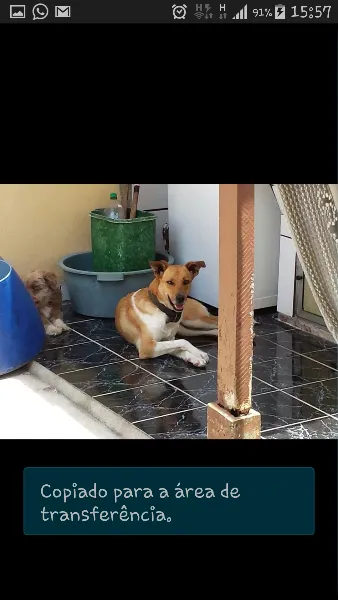 Cachorro raça Vira lata de primeira  idade 2 anos nome Poran